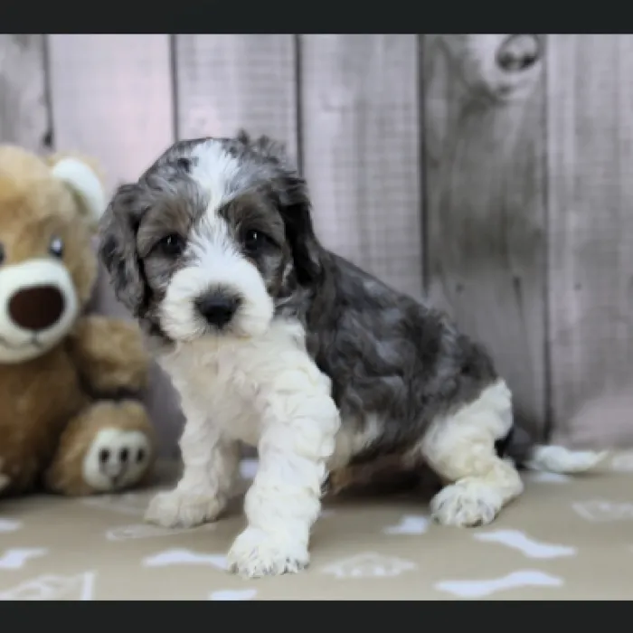 Male Cavapoo Puppy for Sale in Schererville, IN