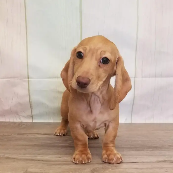 Female Miniature Dachshund Puppy for Sale in Schererville, IN