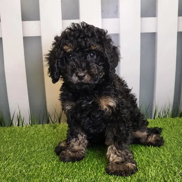 Male Cavapoo Puppy for Sale in Schererville, IN