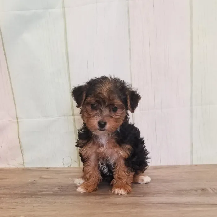Female Yorkie-Poo Puppy for Sale in Schererville, IN