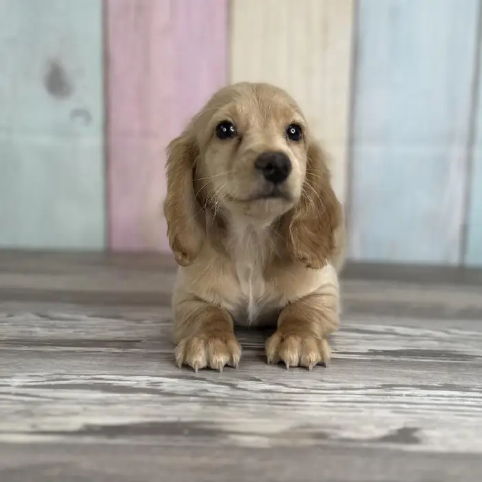 Male Miniature Dachshund Puppy for Sale in Schererville, IN