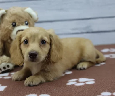 Male Miniature Dachshund Puppy for Sale in Indianapolis, IN