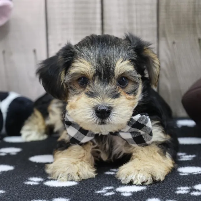 Male Yorkie-Poo Puppy for Sale in Schererville, IN