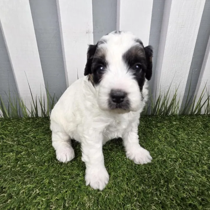 Female Miniature Aussiedoodle Puppy for Sale in Schererville, IN