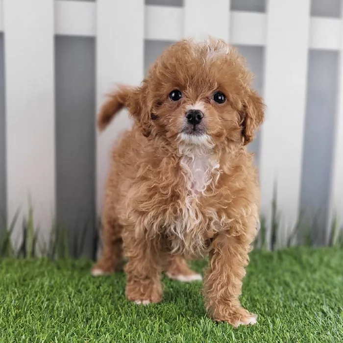Female Peekapoo Puppy for Sale in Schererville, IN
