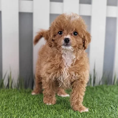 Female Peekapoo Puppy for Sale in Schererville, IN