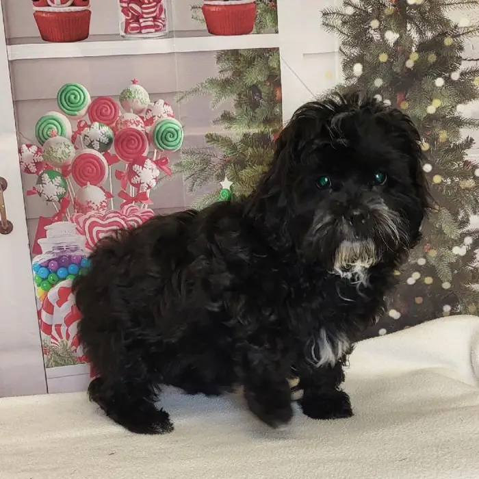 Male ShihPoo Puppy for Sale in Schererville, IN
