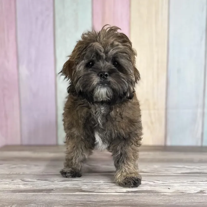 Male ShihPoo Puppy for Sale in Schererville, IN