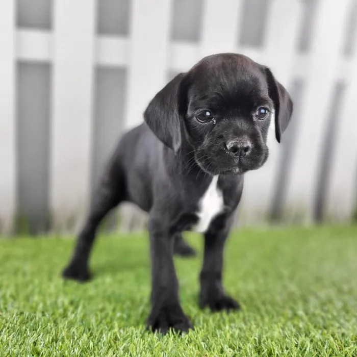 Female Boston Spaniel Puppy for Sale in Schererville, IN