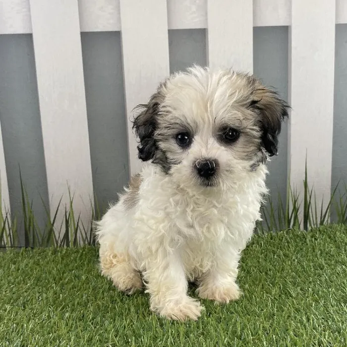 Female Havanese Puppy for Sale in Schererville, IN