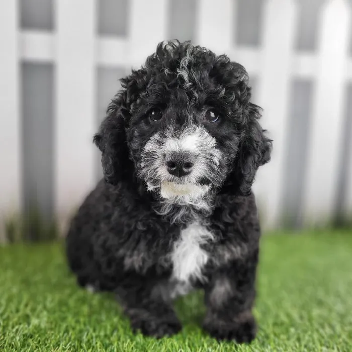 Male Miniature Goldendoodle Puppy for Sale in Schererville, IN