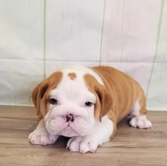 Male English Bulldog Puppy for Sale in Schererville, IN