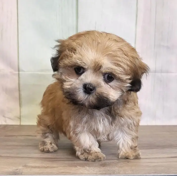 Male LhasaChon Puppy for Sale in Schererville, IN