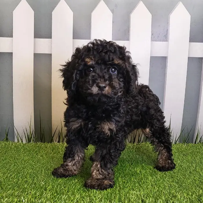 Male Cavapoo Puppy for Sale in Schererville, IN