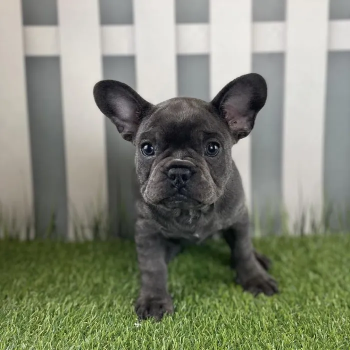 Male French Bulldog Puppy for Sale in Schererville, IN