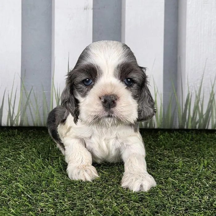 Female Cocker Spaniel Puppy for Sale in Schererville, IN