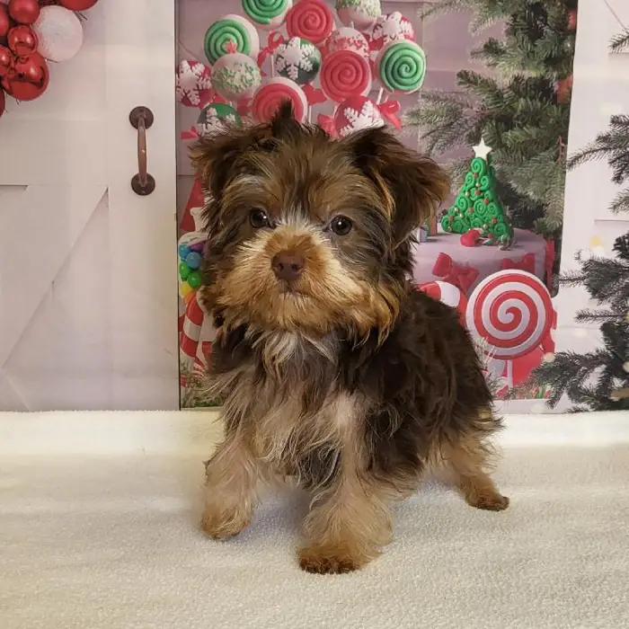 Male Yorkshire Terrier Puppy for Sale in Schererville, IN