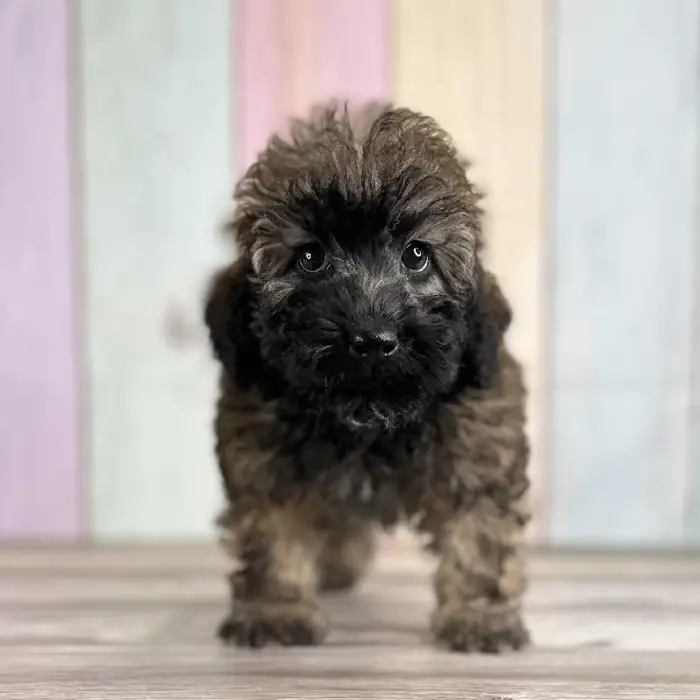 Male Miniature Whoodle Puppy for Sale in Indianapolis, IN
