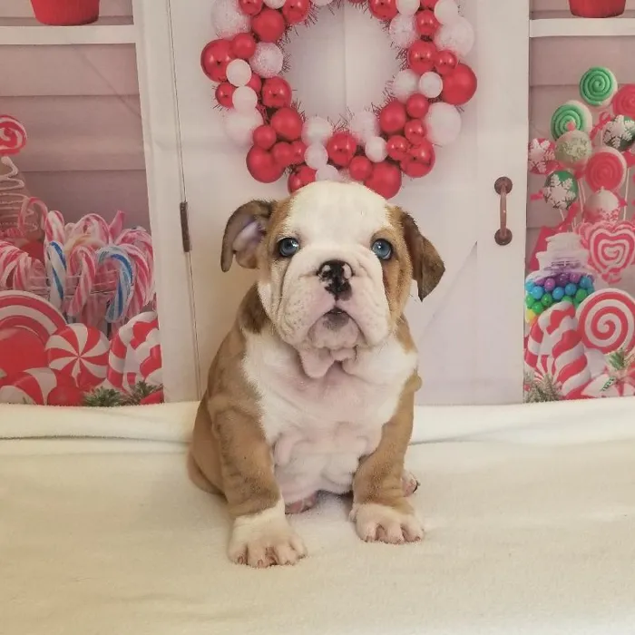 Male English Bulldog Puppy for Sale in Schererville, IN