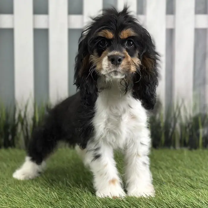 Female Cocker Spaniel Puppy for Sale in Schererville, IN