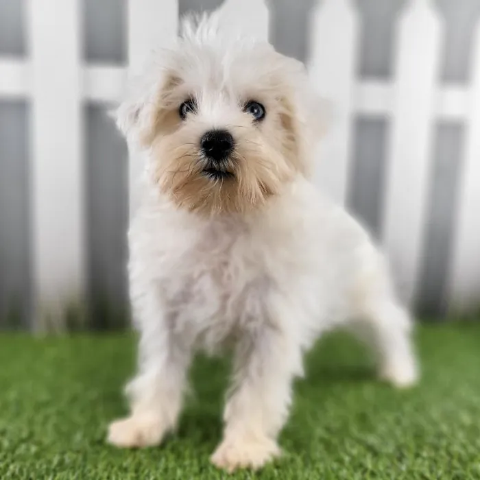 Female Miniature Schnauzer Puppy for Sale in Schererville, IN