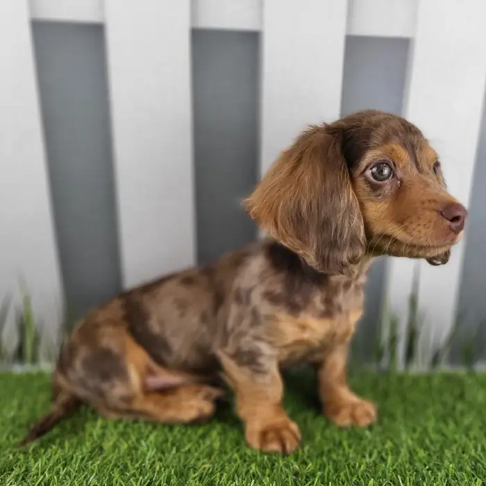Male Miniature Dachshund Puppy for Sale in Schererville, IN