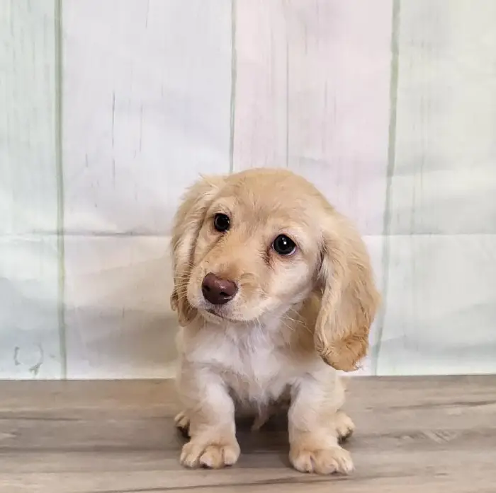 Male Miniature Dachshund Puppy for Sale in Schererville, IN