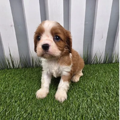 Male Cavalier King Charles Spaniel Puppy for Sale in Schererville, IN