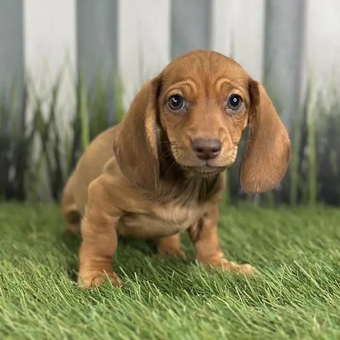 Male Miniature Dachshund Puppy for Sale in Schererville, IN