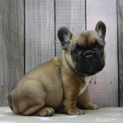 Male French Bulldog Puppy for Sale in Schererville, IN