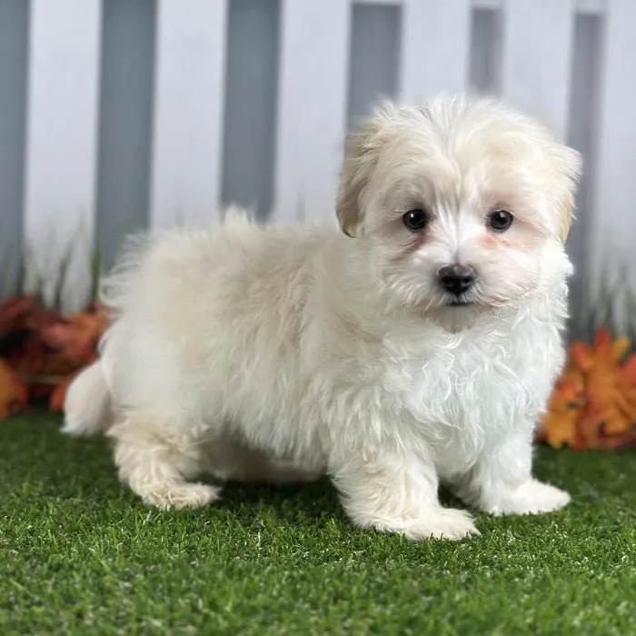 Male Maltipoo Puppy for Sale in Indianapolis, IN