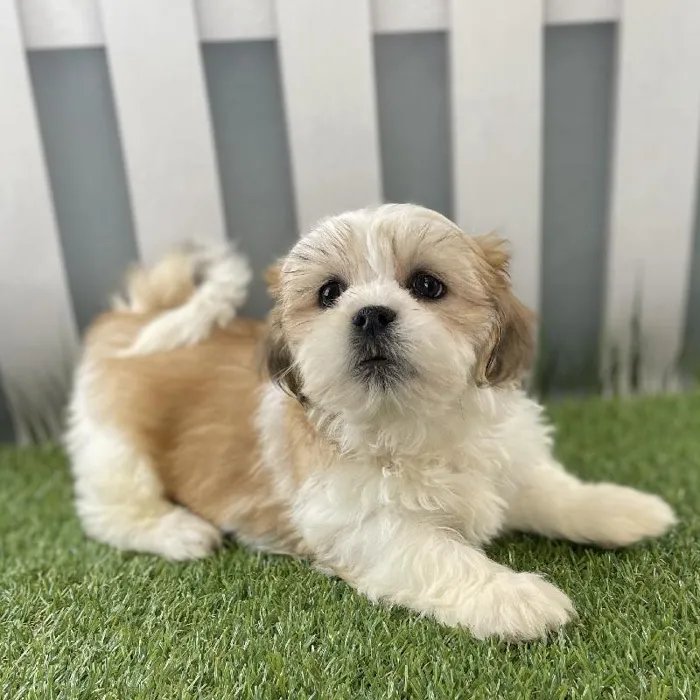 Male Lhasa Apso Puppy for Sale in Schererville, IN