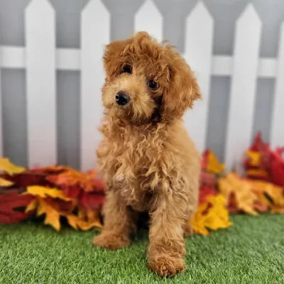 Male Toy Poodle Puppy for Sale in Schererville, IN