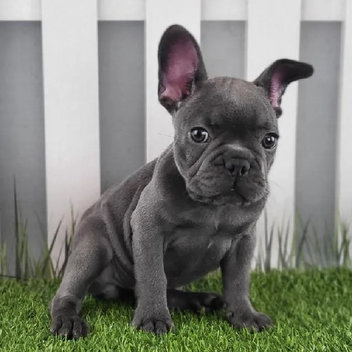 Female French Bulldog Puppy for Sale in Schererville, IN