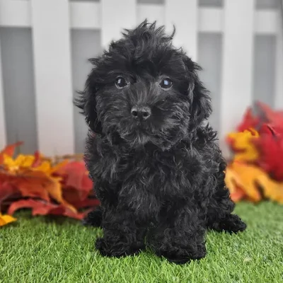 Female ShihPoo Puppy for Sale in Schererville, IN