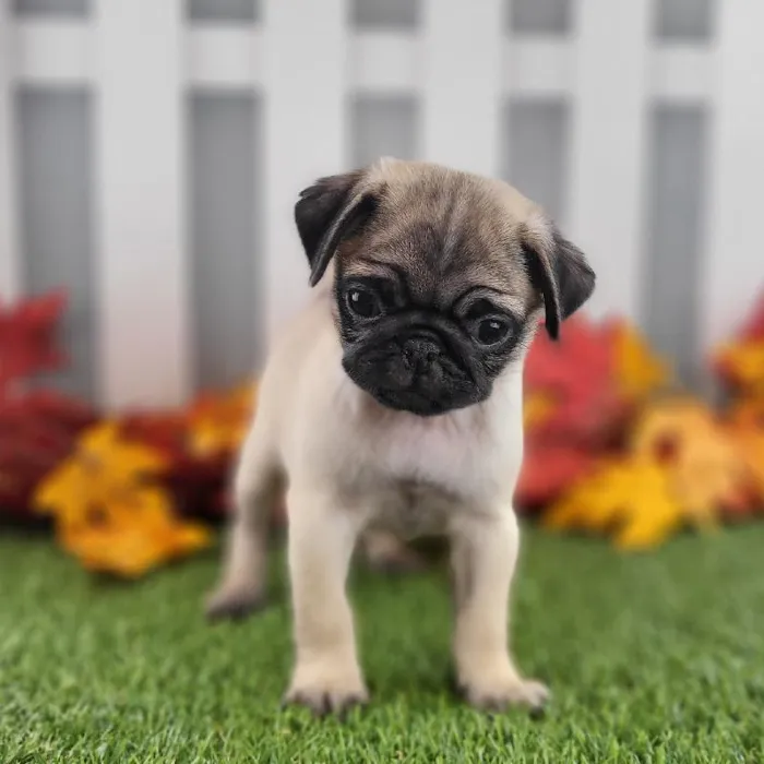 Female Pug Puppy for Sale in Schererville, IN