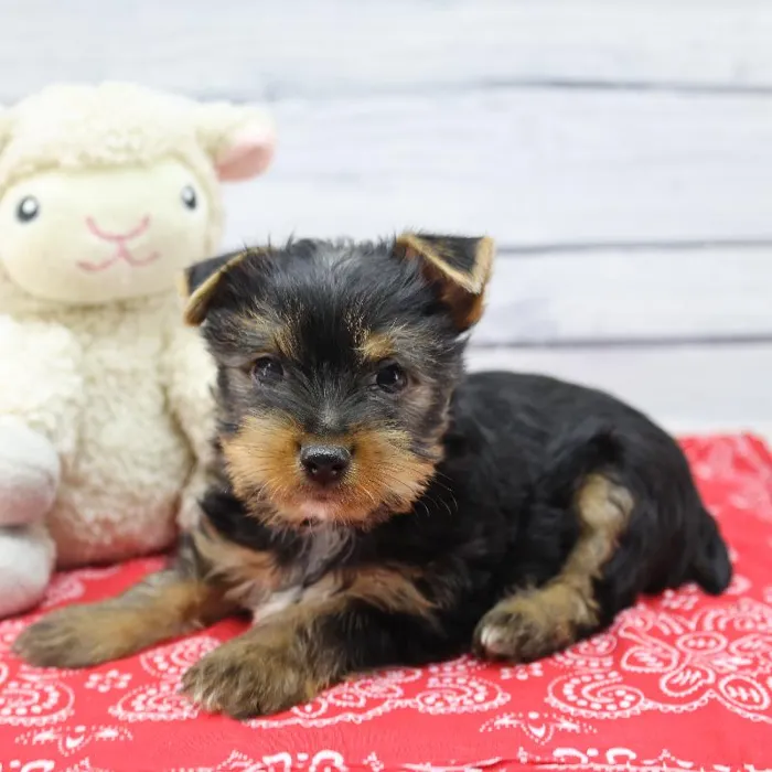 Male Yorkshire Terrier Puppy for Sale in Schererville, IN