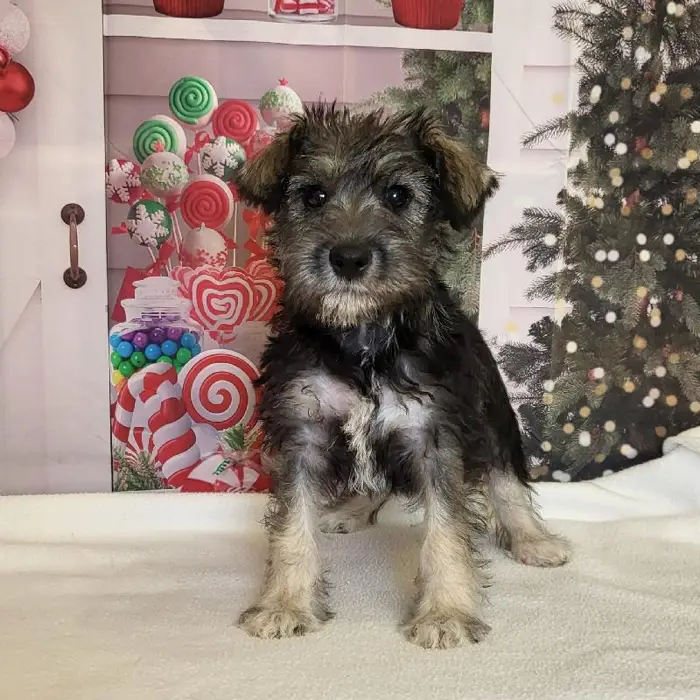 Female Miniature Schnauzer Puppy for Sale in Schererville, IN