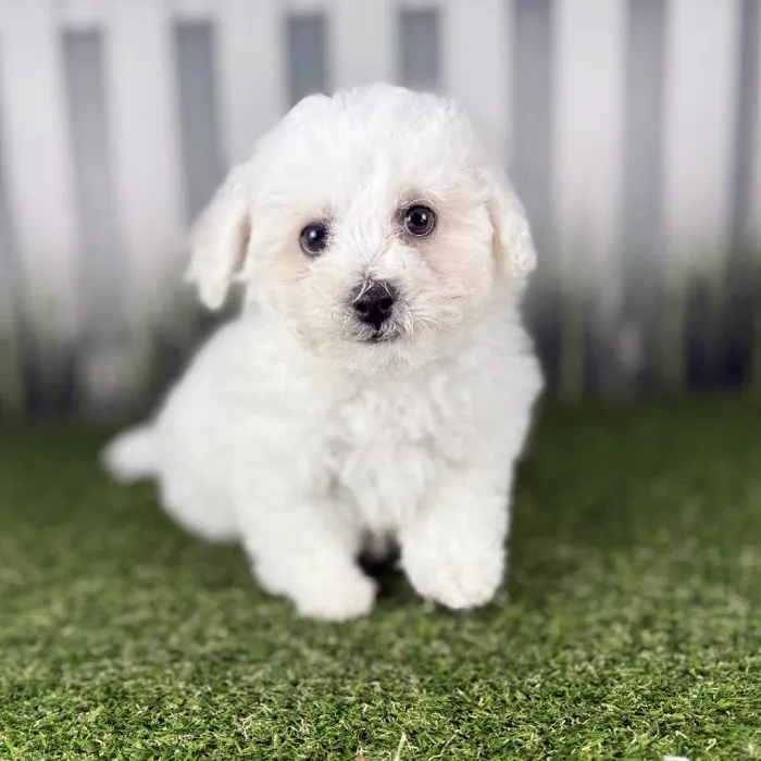 Male Bichon Frise Puppy for Sale in Indianapolis, IN