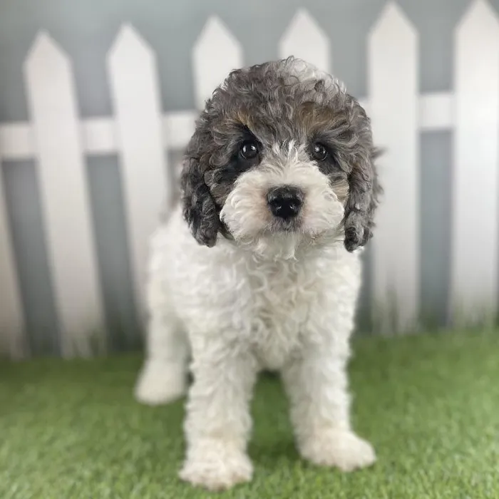 Female Miniature Bernedoodle Puppy for Sale in Schererville, IN