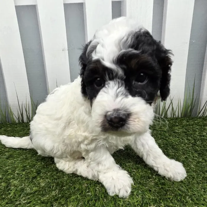 Female Miniature Bernedoodle Puppy for Sale in Schererville, IN