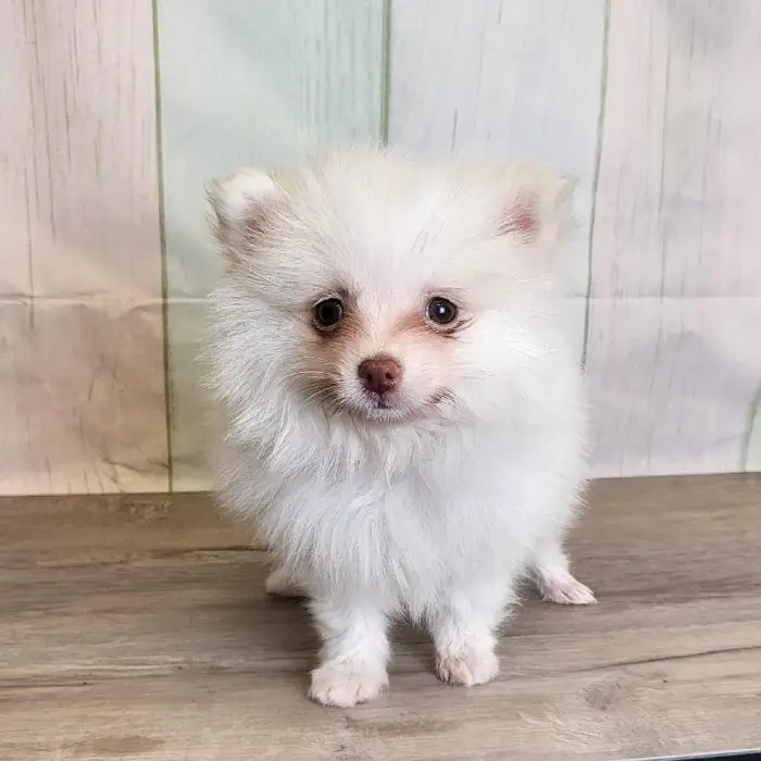 Male Pomeranian Puppy for Sale in Schererville, IN