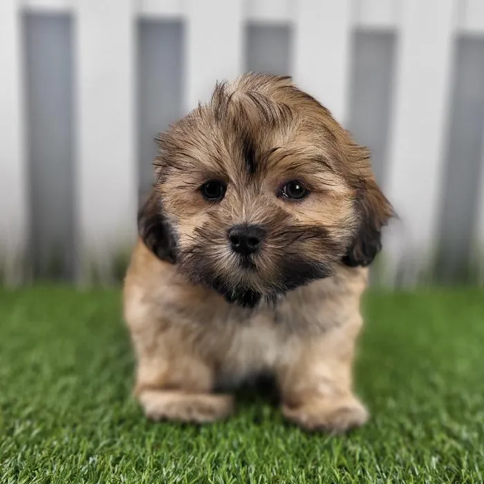 Male Lhasa Apso Puppy for Sale in Schererville, IN