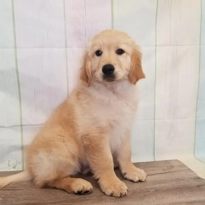 Male Golden Retriever Puppy for Sale in Schererville, IN