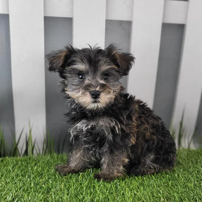 Male Schnorkie Puppy for Sale in Schererville, IN