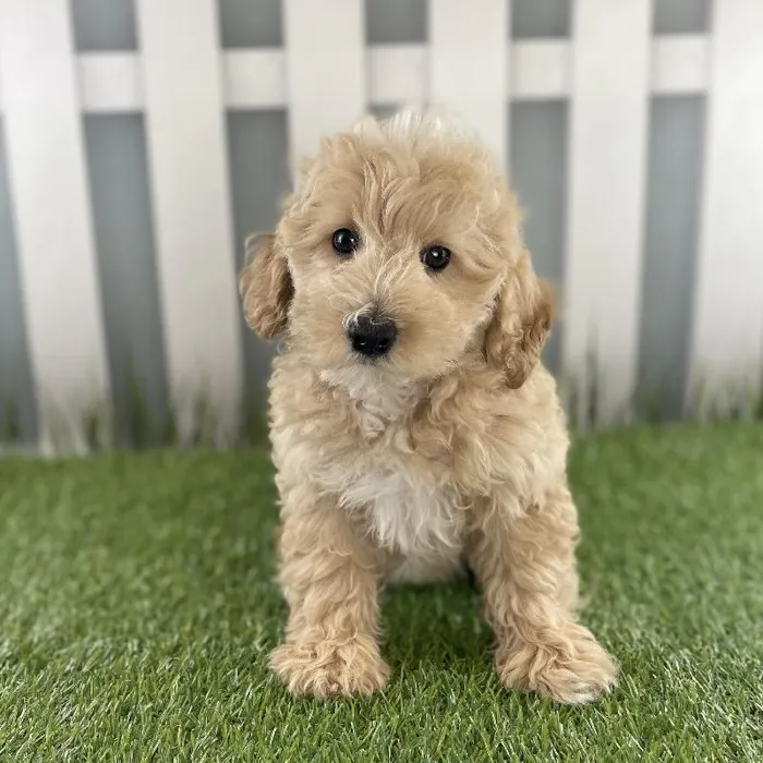 Female Miniature Goldendoodle Puppy for Sale in Schererville, IN