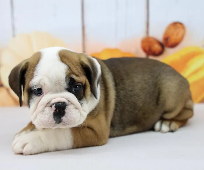 Male Victorian Bulldog Puppy for Sale in Indianapolis, IN