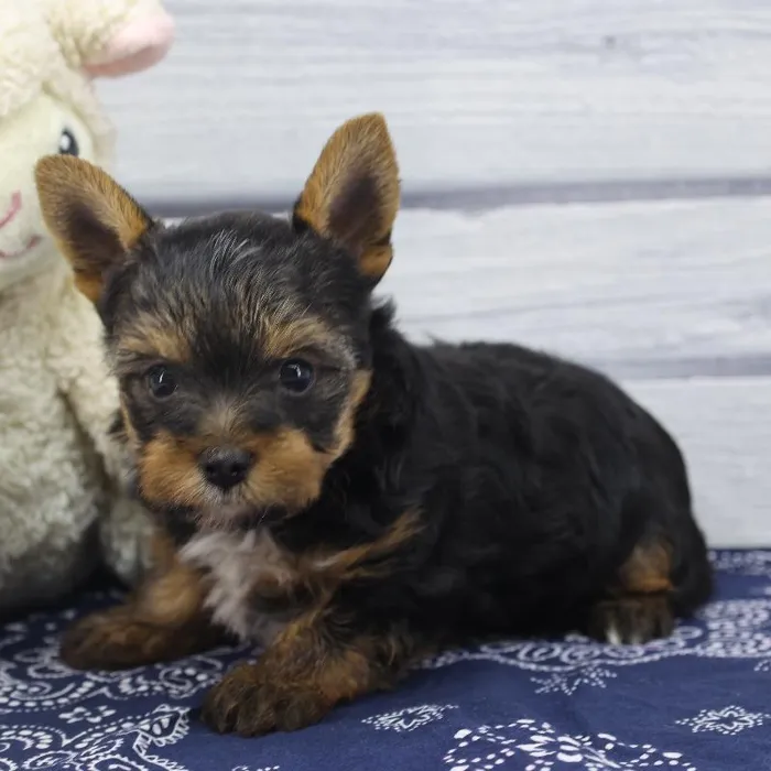 Male Yorkshire Terrier Puppy for Sale in Schererville, IN