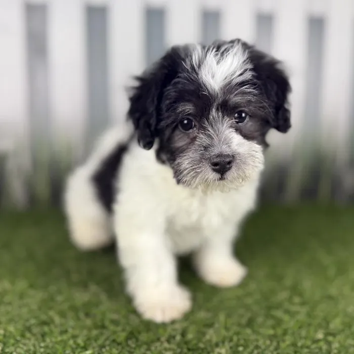 Female Havanese Puppy for Sale in Indianapolis, IN
