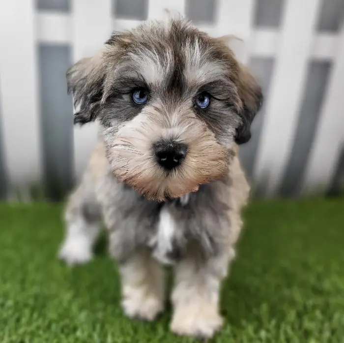 Male Miniature Schnauzer Puppy for Sale in Schererville, IN